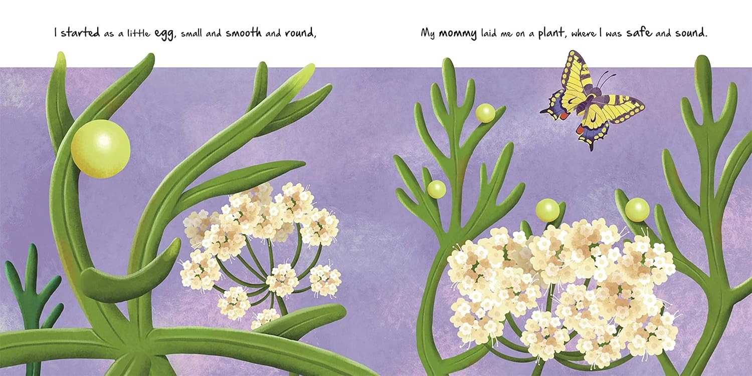 Little Caterpillar Board Book